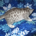 Egyptian Mau, Silver, Male #1, DOB 6-15-16