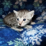 Egyptian Mau, Silver, Male #1, DOB 6-15-16