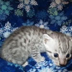 Egyptian Mau, Silver, Male #1, DOB 6-15-16