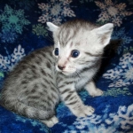 Egyptian Mau, Silver, Male #1, DOB 6-15-16