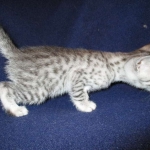Milo, Egyptian Mau, Silver, Male #1, DOB 6-15-16