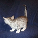 Milo, Egyptian Mau, Silver, Male #1, DOB 6-15-16