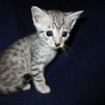 Milo, Egyptian Mau, Silver, Male #1, DOB 6-15-16