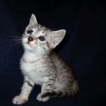 Milo, Egyptian Mau, Silver, Male #1, DOB 6-15-16