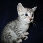 Milo, Egyptian Mau, Silver, Male #1, DOB 6-15-16