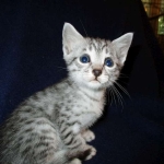 Milo, Egyptian Mau, Silver, Male #1, DOB 6-15-16