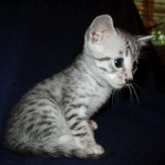 Milo, Egyptian Mau, Silver, Male #1, DOB 6-15-16