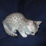 Milo, Egyptian Mau, Silver, Male #1, DOB 6-15-16