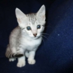 Milo, Egyptian Mau, Silver, Male #1, DOB 6-15-16