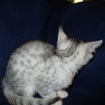 Milo, Egyptian Mau, Silver, Male #1, DOB 6-15-16