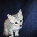 Milo, Egyptian Mau, Silver, Male #1, DOB 6-15-16