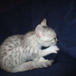 Milo, Egyptian Mau, Silver, Male #1, DOB 6-15-16