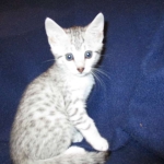Milo, Egyptian Mau, Silver, Male #1, DOB 6-15-16