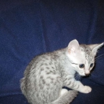 Milo, Egyptian Mau, Silver, Male #1, DOB 6-15-16