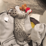 Milo, Egyptian Mau, Silver, Male #1, DOB 6-15-16