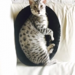 Milo, Egyptian Mau, Silver, Male #1, DOB 6-15-16