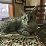 Milo, Egyptian Mau, Silver, Male #1, DOB 6-15-16