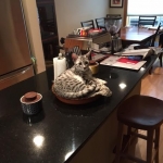 Milo, Egyptian Mau, Silver, Male #1, DOB 6-15-16