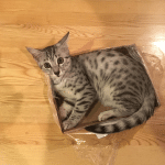 Milo, Egyptian Mau, Silver, Male #1, DOB 6-15-16