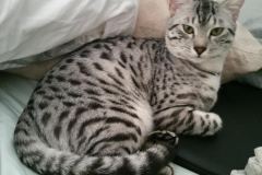 Babu Mau silver Male #2 darker DOB 6-15-16