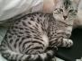 Babu Mau silver Male #2 darker DOB 6-15-16