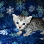 Egyptian Mau, SIlver, MAle #2 DOB 6-15-16