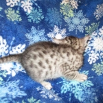 Egyptian Mau, SIlver, MAle #2 DOB 6-15-16