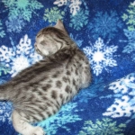 Egyptian Mau, SIlver, MAle #2 DOB 6-15-16