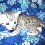 Egyptian Mau, SIlver, MAle #2 DOB 6-15-16