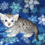 Egyptian Mau, SIlver, MAle #2 DOB 6-15-16