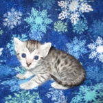 Egyptian Mau, SIlver, MAle #2 DOB 6-15-16