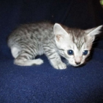 Egyptian Mau, SIlver, MAle #2 DOB 6-15-16
