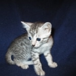 Egyptian Mau, SIlver, MAle #2 DOB 6-15-16