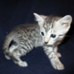 Egyptian Mau, SIlver, MAle #2 DOB 6-15-16