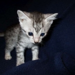Egyptian Mau, SIlver, MAle #2 DOB 6-15-16
