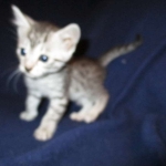 Egyptian Mau, SIlver, MAle #2 DOB 6-15-16