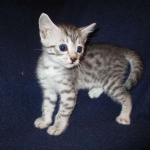 Egyptian Mau, SIlver, MAle #2 DOB 6-15-16