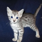 Egyptian Mau, SIlver, MAle #2 DOB 6-15-16