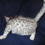 Egyptian Mau, SIlver, MAle #2 DOB 6-15-16