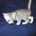 Egyptian Mau, SIlver, MAle #2 DOB 6-15-16