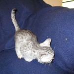 Egyptian Mau, SIlver, MAle #2 DOB 6-15-16