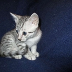 Egyptian Mau, SIlver, MAle #2 DOB 6-15-16