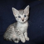 Egyptian Mau, SIlver, MAle #2 DOB 6-15-16