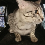 Egyptian Mau, SIlver, MAle #2 DOB 6-15-16