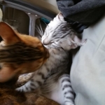 Junior, silver Egyptian Mau, Male with his Bengal friend