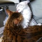 Junior, silver Egyptian Mau, Male with his Bengal friend
