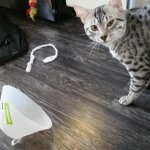 Babu, Egyptian Mau, SIlver, MAle #2 DOB 6-15-16