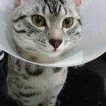 Egyptian Mau, SIlver, MAle #2 DOB 6-15-16