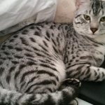 Egyptian Mau, SIlver, MAle #2 DOB 6-15-16