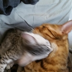 Babu, silver Egyptian Mau, Male with his Bengal friend